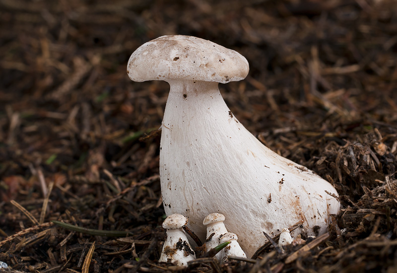 Clitocybe nebularis